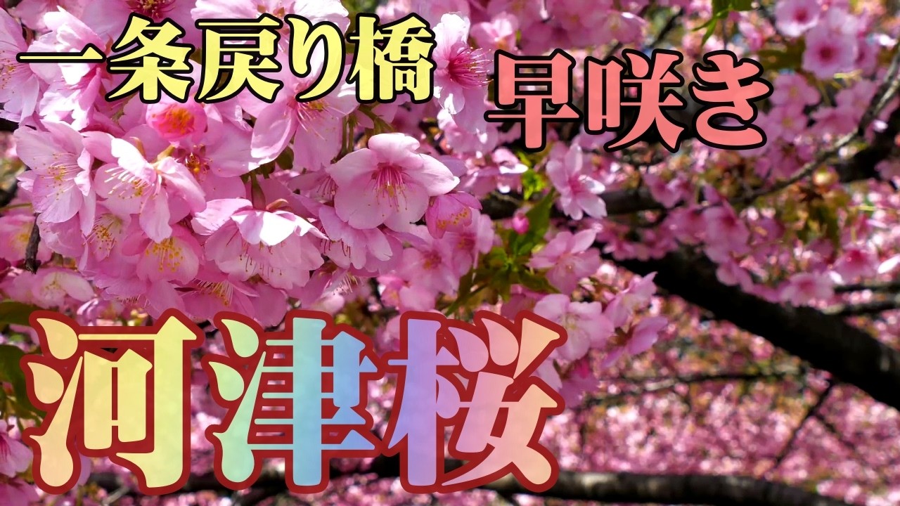 京都 一条戻り橋付近の早咲きの【河津桜】が見頃！3月5日