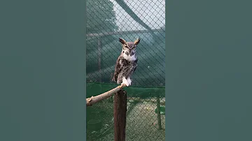 Great horned owl hoot