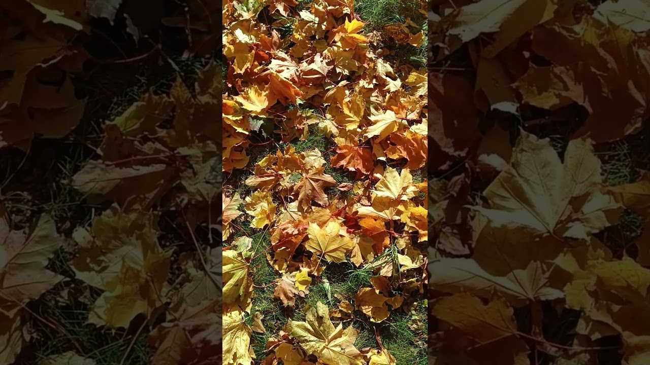 Санкт Петербург в октябре  