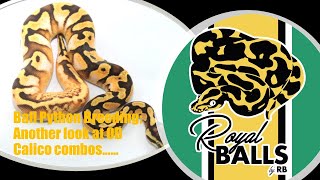 Breeding Ball Pythons; another look at OD Calico combos