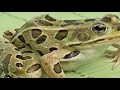 Frog Scandal in Lahore, The Truth Revealed Now