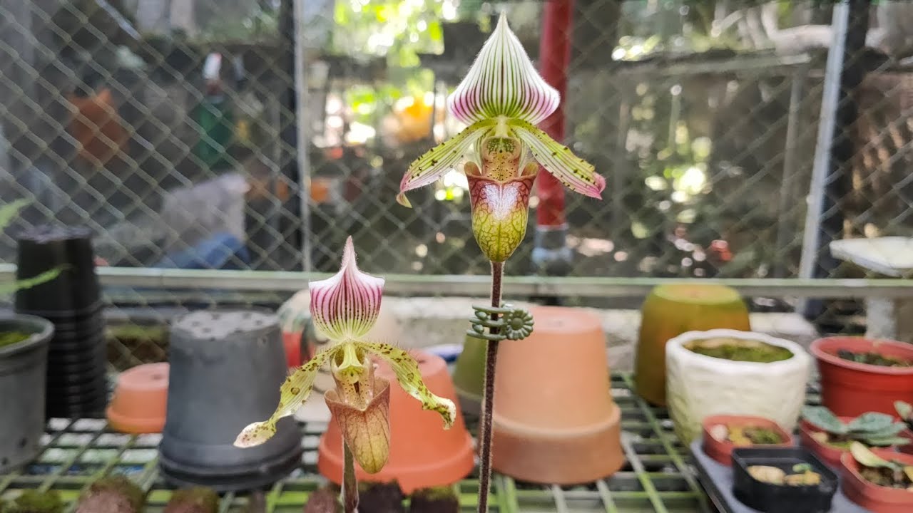 Lan Hài Rohman Paphiopedilum rohmanii || Toán Ròm Garden - YouTube