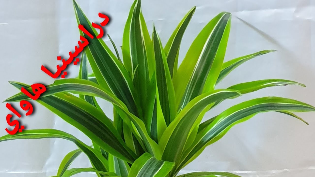 دراسينيا هاواي