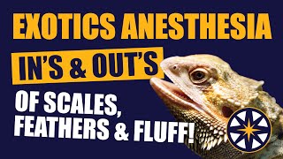 Exotics Anesthesia: All the In's & Outs of Scales, Feathers and Fluff!