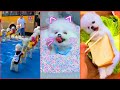 Funny and Cute Dog Pomeranian 😍🐶| Funny Puppy Videos #187