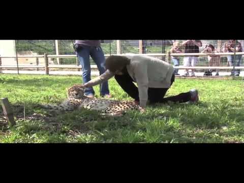 Welcome to CZG123 - Randall's Honey Badger Channel Intro