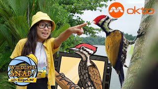 Download Lagu SINGAPORE WILDLIFE ADVENTURE DRONE LAKE 🦜🦎🌿| Wildlife Snap! With Biogirl MJE02 |  @mediacorpokto ​ MP3