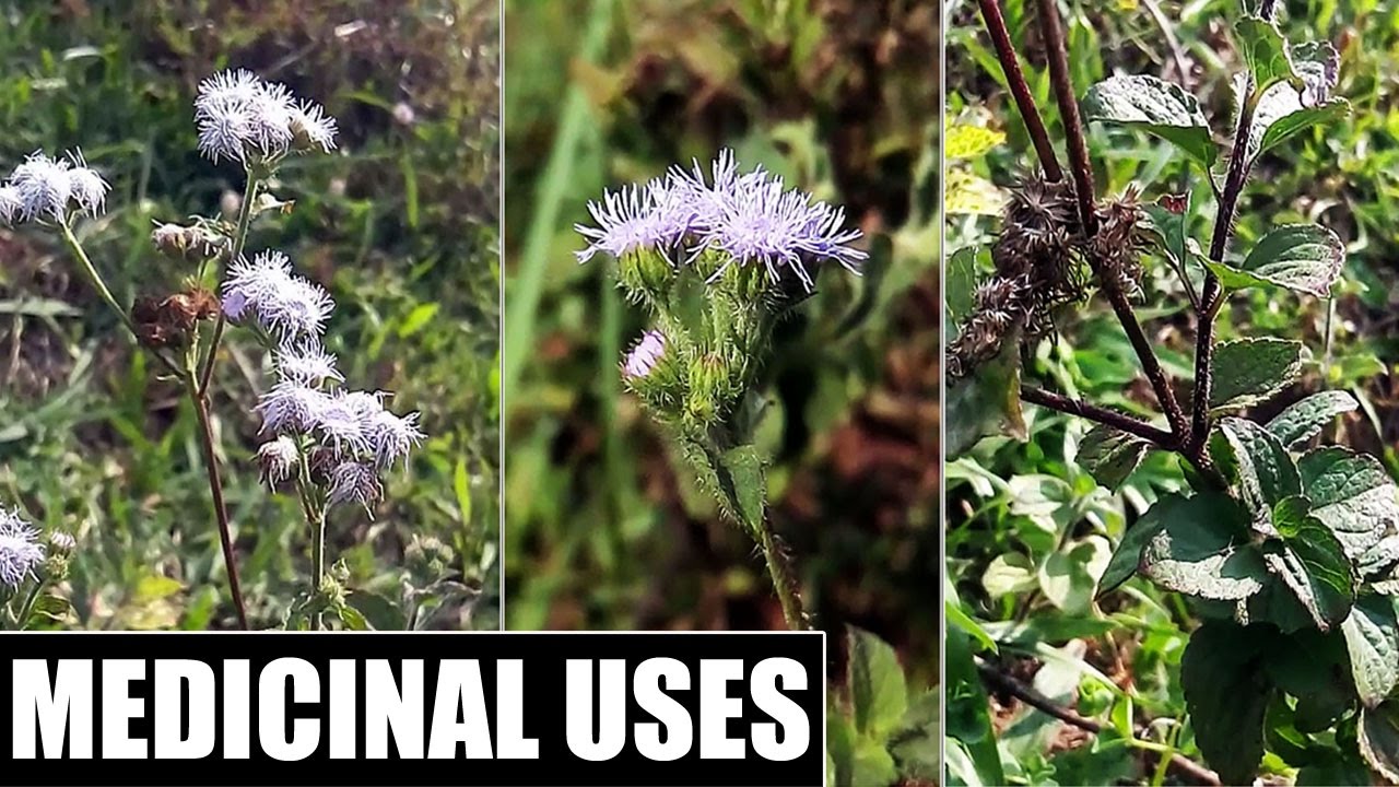 Ageratum conyzoides Medicinal Uses Billy Goat Weed Medicinal Uses YouTube