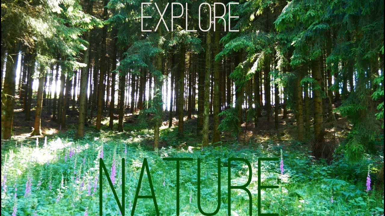 Explore NATURE in 4K / Ultra HD 25p Naturfilm Panasonic Lumix G70