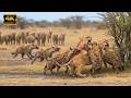 ملكة السافانا أعنف معركة للبؤة من أجل البقاء وثائقي عن الحيوانات 