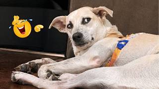 You Can’t Stop Laughing At These Dogs 🤣 FUNNIEST DOGS Video 2026