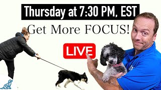 5 Tips To Get More Focus When Training Your Dog Outside