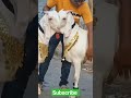 The Most Beautiful Eid Duo EidUlAdha BakriEid2026 