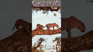 तेंदुआ or उसका प्यारा बच्चा 😲 so beautiful ❤️ leopard 🐆 video #shorts #viral #animals #shortsfeed