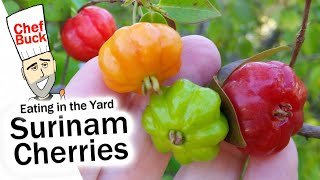 Surinam Cherry Tree - eating in the yard