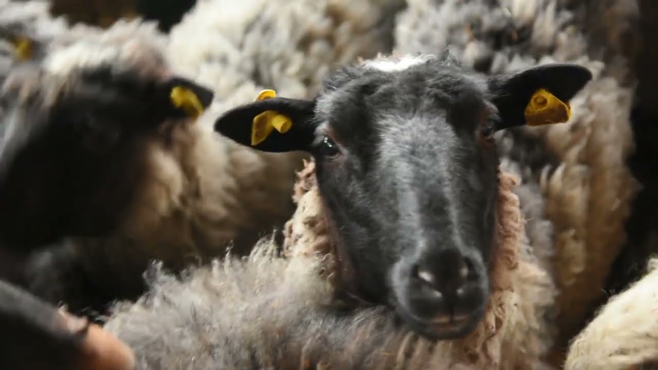 OVČARSTVOM do srećnog života - FARMA MIJATOVIĆ, Petrovčić