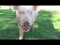 Lucy Pig Knows Her Name