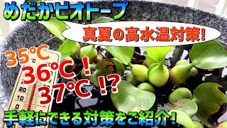 【めだかビオトープ】真夏の高水温対策と暑さに注意すべき生体について