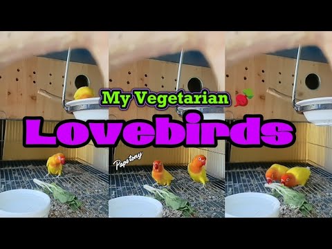 My Vegetarian Lovebirds☺️