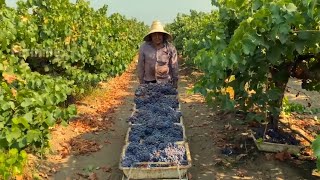 American Farmers Harvest 7 Million Tons Of Grapes Every Year This Way   Fruits Harvesting