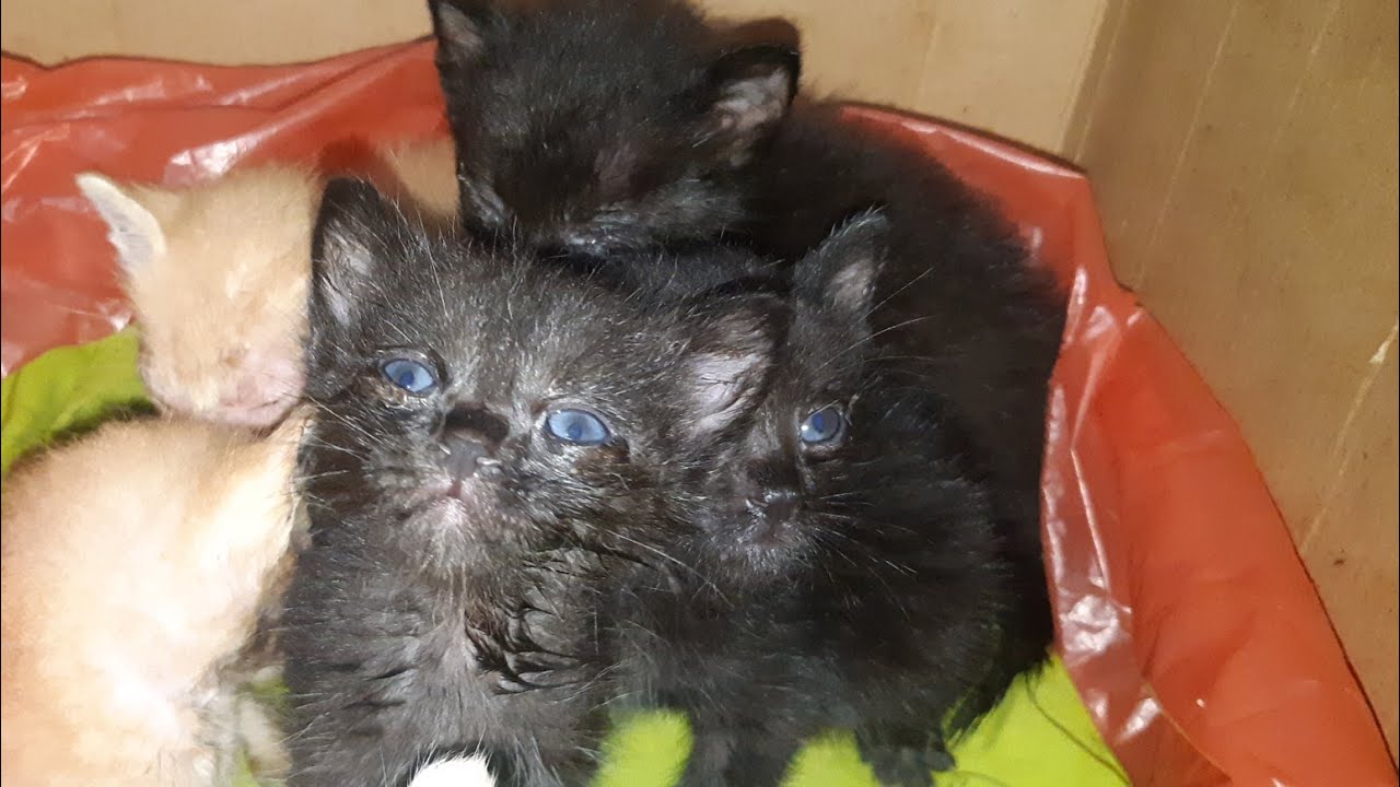 Kucing Baby cute cats baby #kucing #cats #animals - YouTube