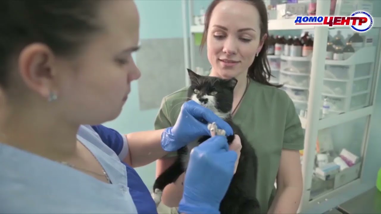 24 часа 08.09.2022 ветеринарная клиника «Vet Express»