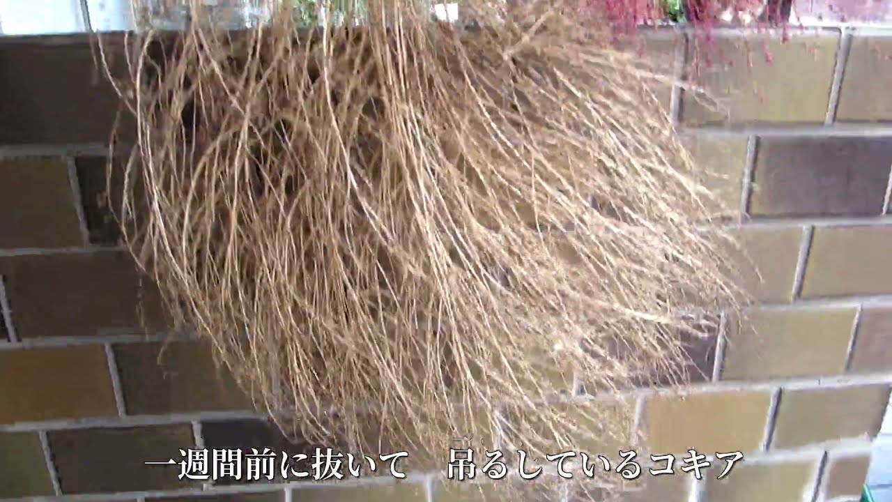 枯れたコキアを抜いて種採り