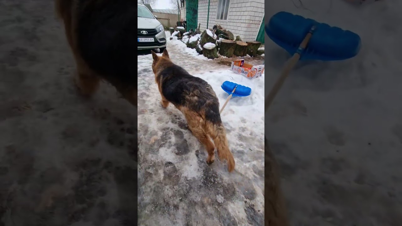 Медведи на участке