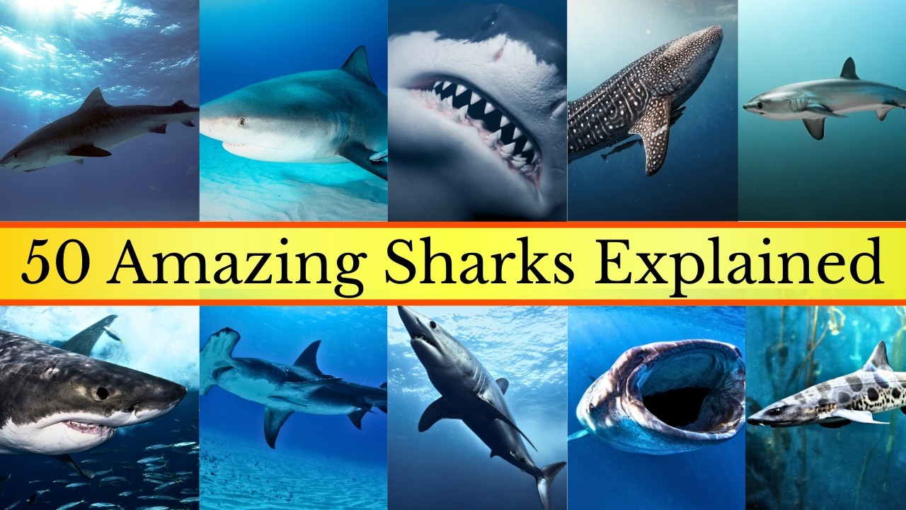 Meet 50 Shark Species from Around the World - YouTube
