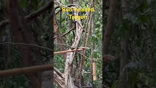 Trogon in Mada bird hide, Vietnam #Vietnature #cattietwildtour #wildgibbon #trogon #vietnaturetour