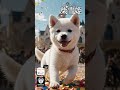 ❄️柴雪姫 –白柴犬のプリンセスー🐕️　#柴犬 #白雪姫 #Music #Snowwhite