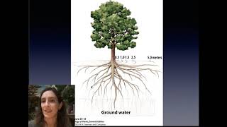 Week 6 Virtual Lab: Shoot Growth