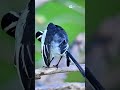 Stunning Black &amp; White Wagtail Preening on a Branch | Beautiful Bird Close-Up