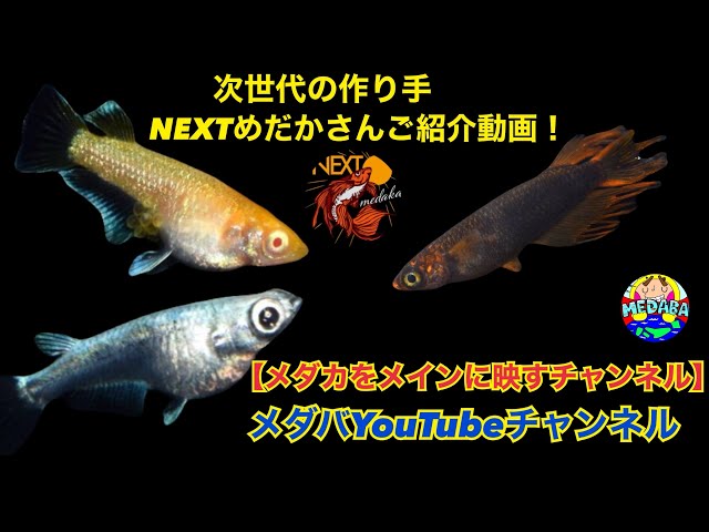 Event] Introducing the Next Generation of Breeders! NEXT Medaka