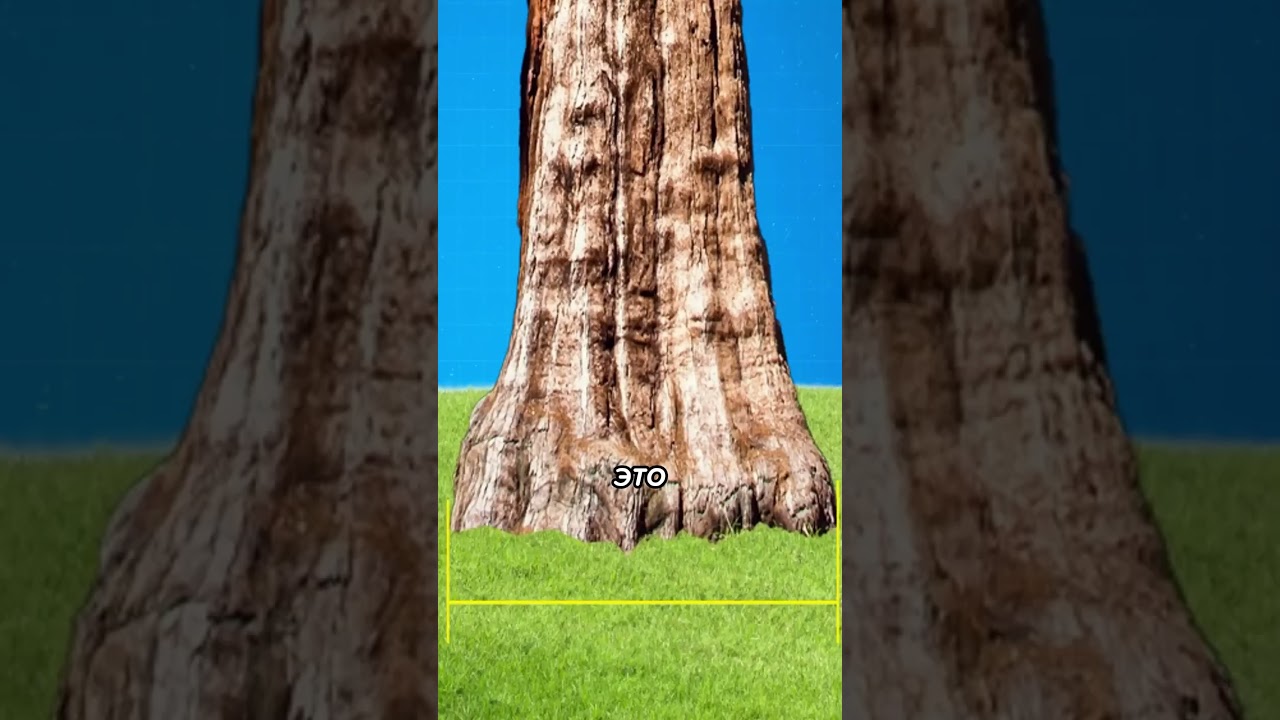 Самое ГИГАНТСКОЕ Дерево Которое ТЫ Должен Увидеть! 