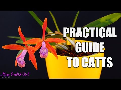 Video: Informacija apie Cattleya orchidėjas – kaip auginti Cattleya orchidėjas