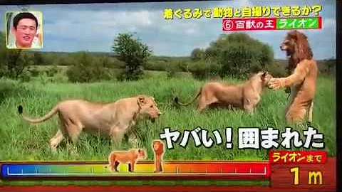 狩野英孝 ワニ Mp3