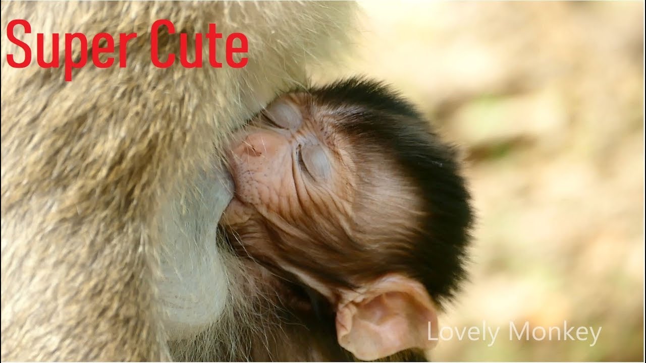 How Beautiful Baby Tobais? Adorable Baby Tobais Fall Asleep By Warm Grooming With Milk Cover.