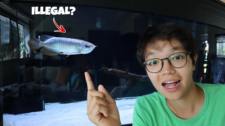 My *NEW* ASIAN AROWANA! - DayDayNews