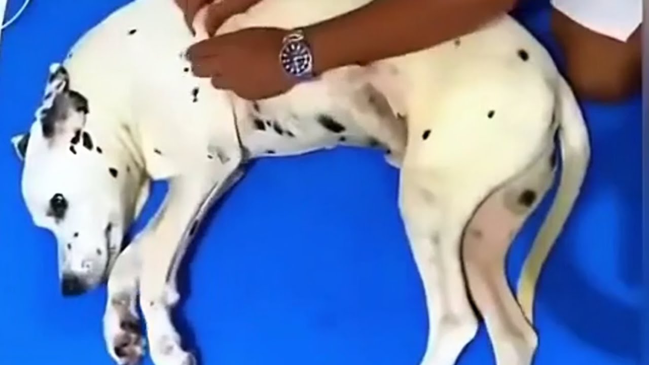 This Dog Walks Again Thanks to His Human