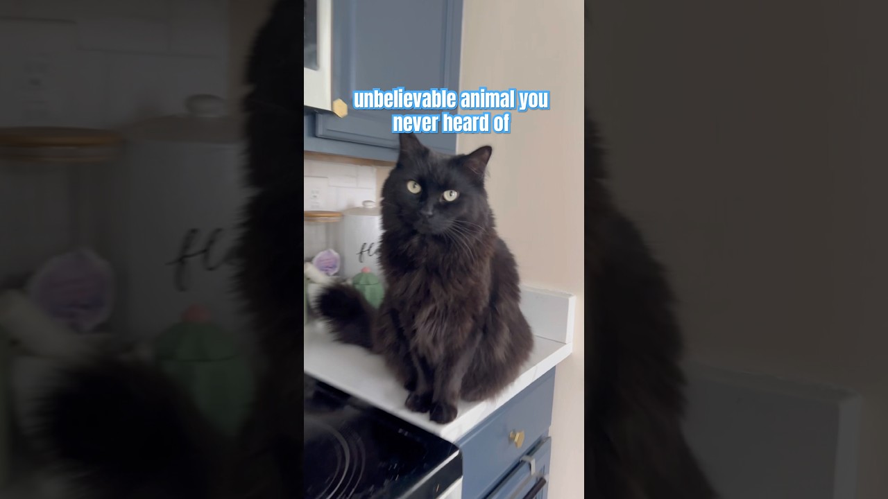 Меховой гоблин, невероятное животное! 