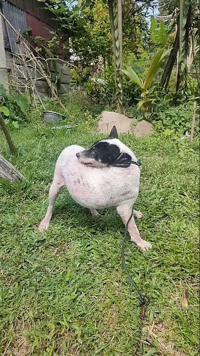 Anjing terlantar teman si 'Canon' yg di bunuh 😭
