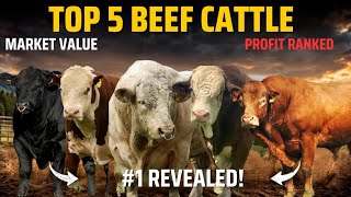 Top 5 Beef cattle Breeds by Market Value & Profit /Countdown/