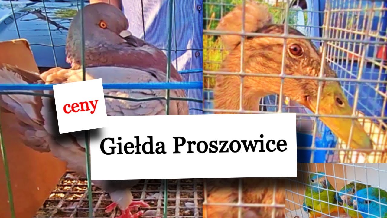 Kaczor z koroną Targ Proszowice zwierzęta