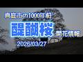 真庭市の1000年桜 醍醐桜 開花情報 20260327