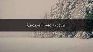 Коротенькая видеозарисовка - снежный лес - январь 2021 - 4к
