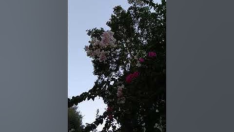 آخر سورة الكهف إِنَّ الَّذِينَ آمَنُوا وَعَمِلُوا الصَّالِحَاتِ