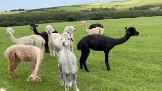 The girls without cria
