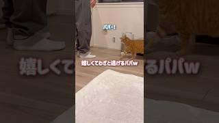 猫に追いかけられて嬉しいパパがこうなりましたw【とらまる】