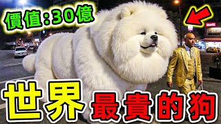 全世界最貴的10種狗！藏獒只排第4，第一名價值高达30億，能買260輛法拉利。|#世界之最top #世界之最 #出類拔萃 #腦洞大開 #環球之最 #top10 #最貴的狗